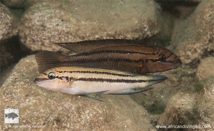 Chalinochromis sp. 'bifrenatus striped' Katondo Point, Cape Mpimbwe